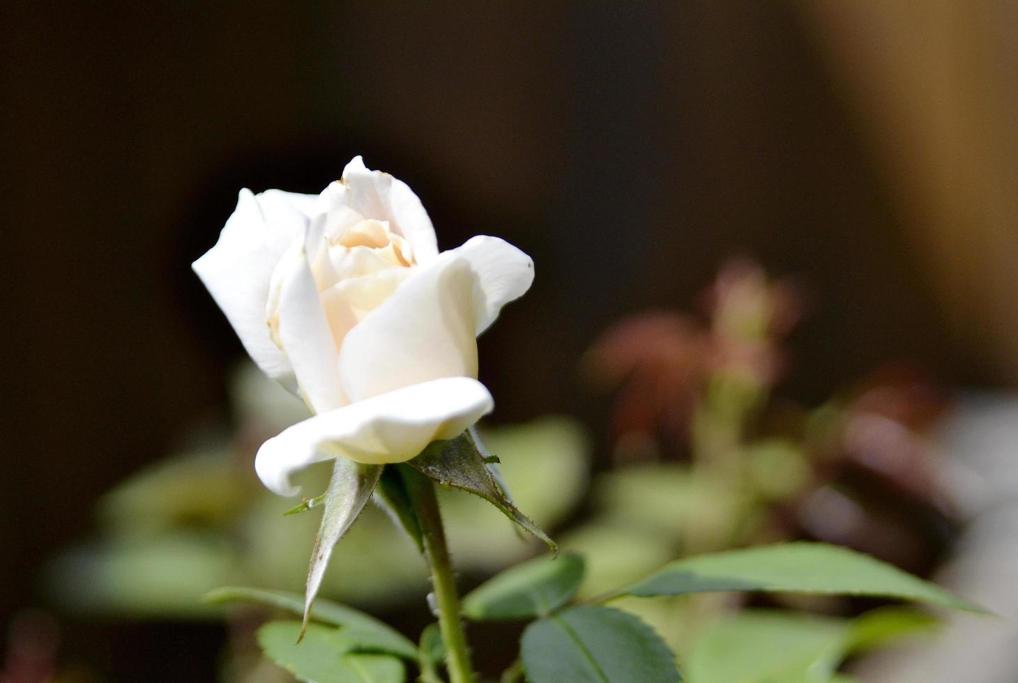 Flor de belleza salvaje con néctar que florece en el campo de campo foto