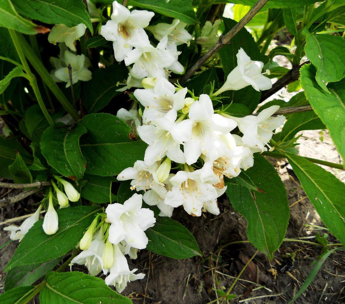 Blooming flower jasmine with leaves, living natural nature photo