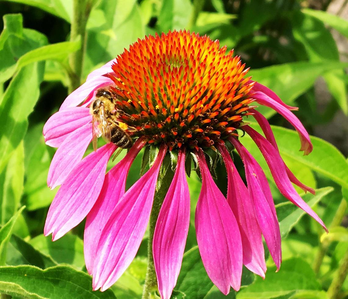 Winged bee slowly flies to the plant, collect nectar for honey on private apiary photo