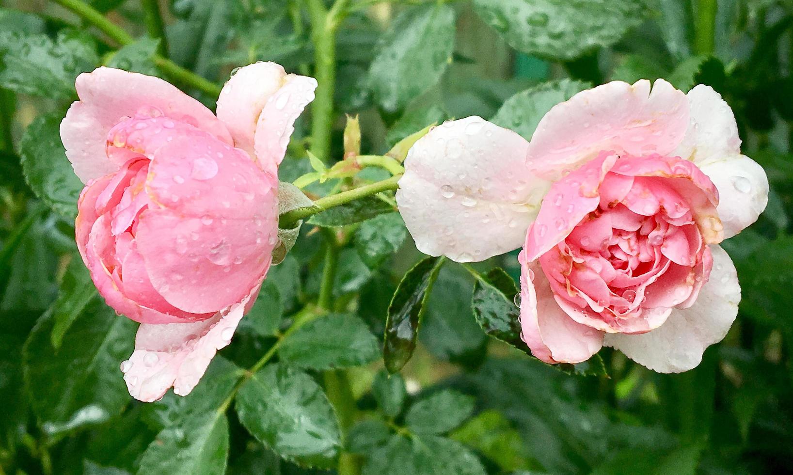 Blooming flower rose with green leaves photo