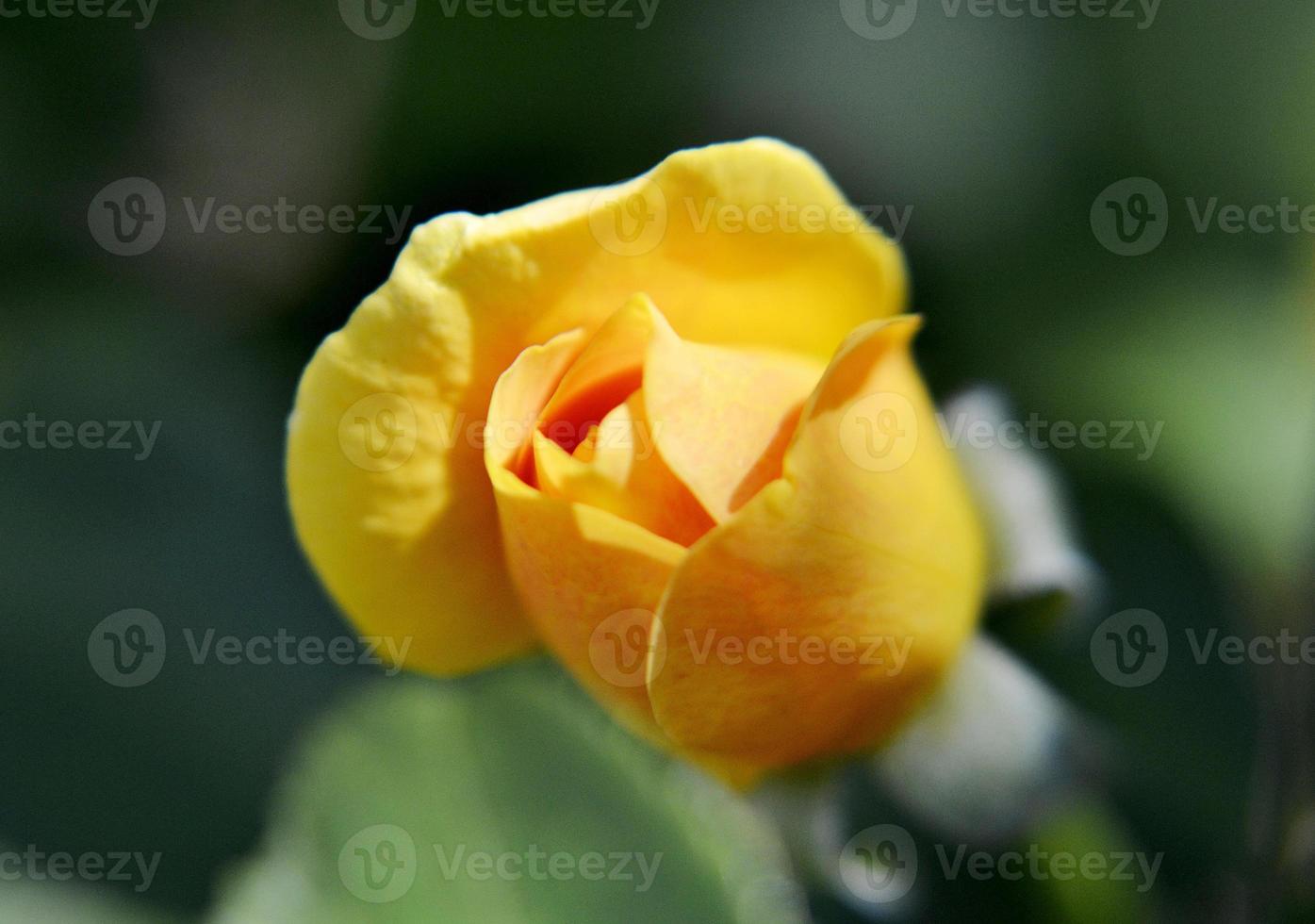 Wild beauty flower with nectar blooming in field countryside photo