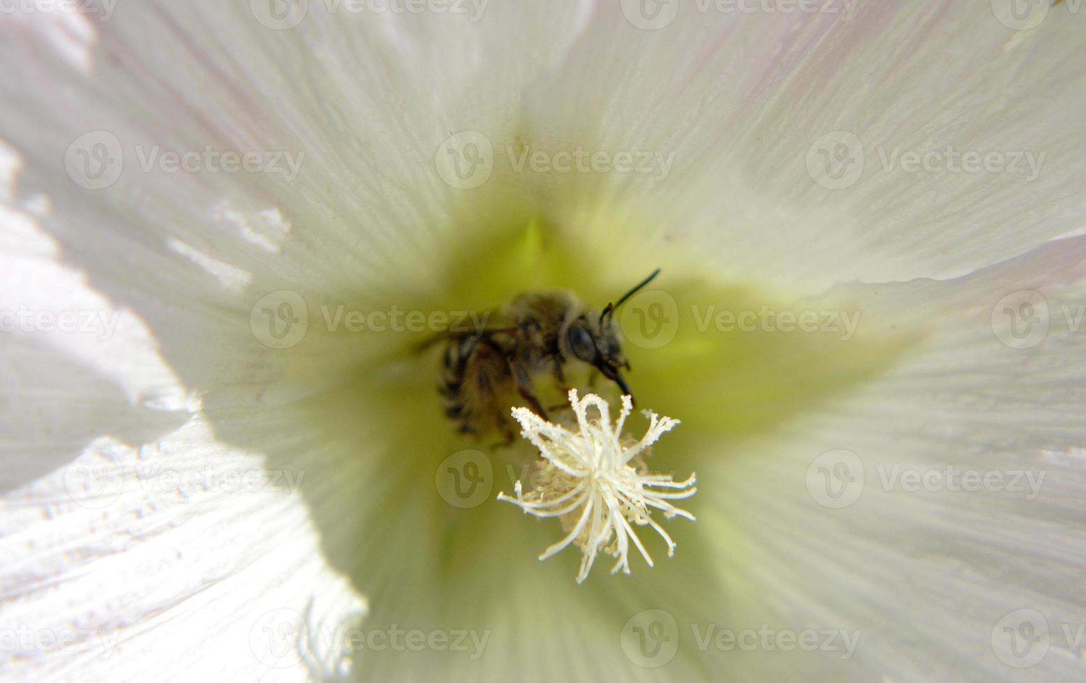 Abejas silvestres en flor con néctar que florece en el campo de campo foto