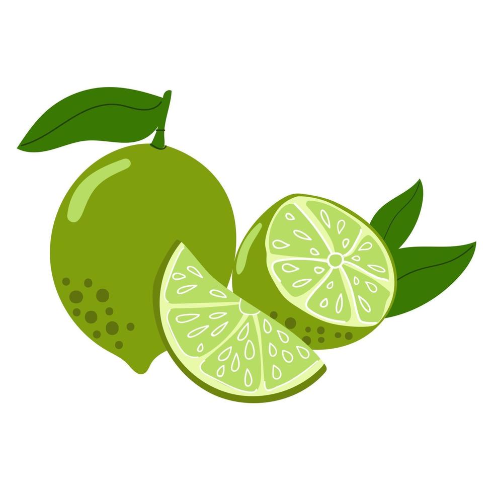 Lime citrus fruit. Half, slice. Flat illustration. vector