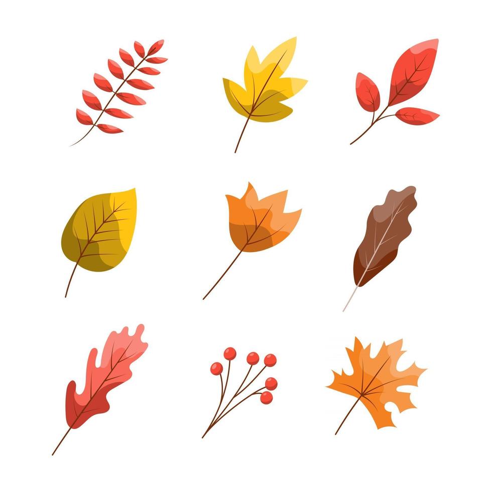 Autumn Leaf Collection vector