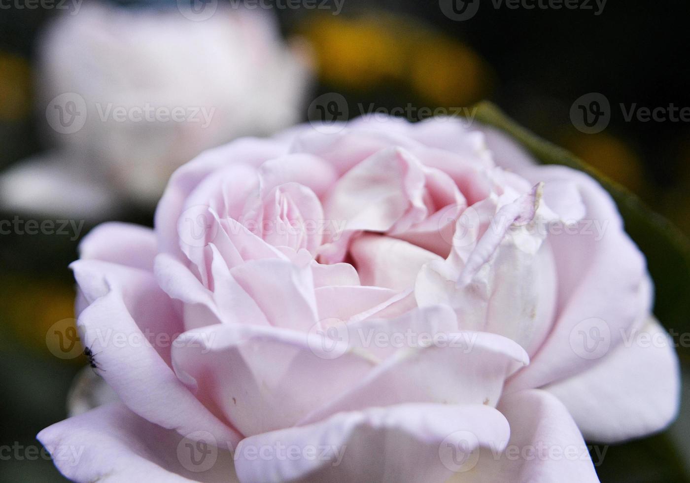 Wild beauty flower with nectar blooming in field countryside photo