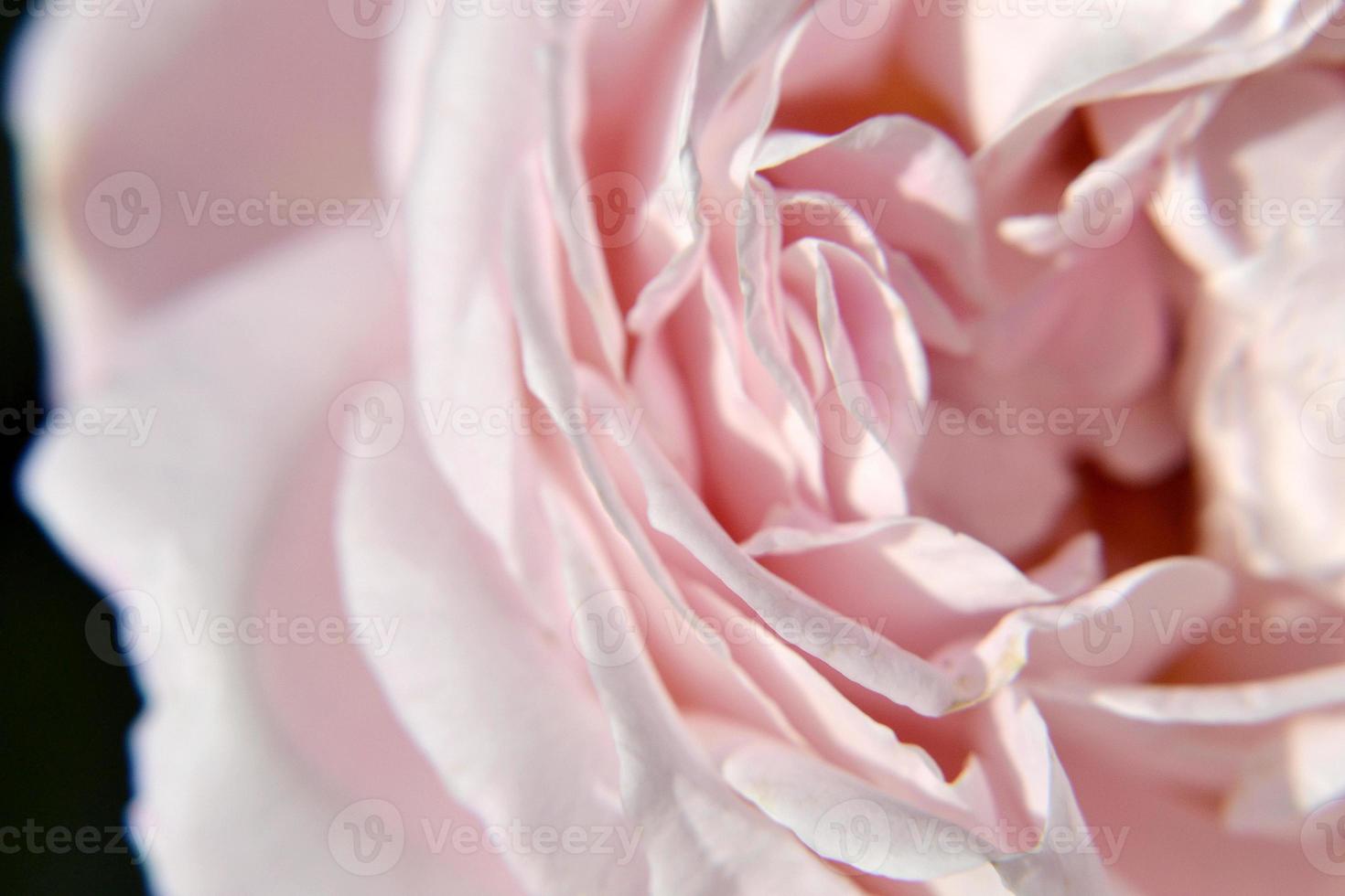 Flor de belleza salvaje con néctar que florece en el campo de campo foto