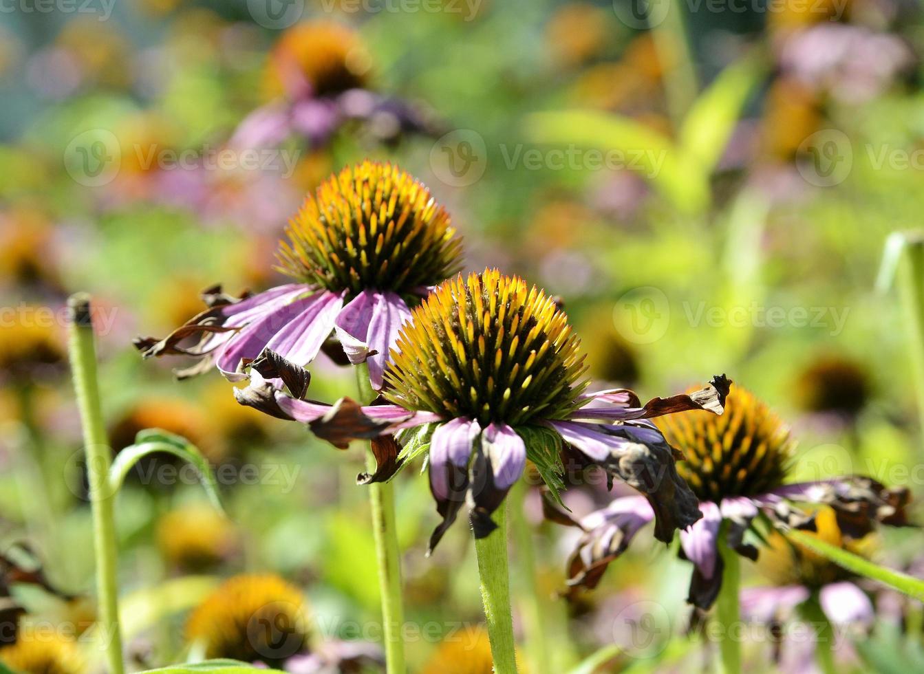 Flor de belleza salvaje con néctar que florece en el campo de campo foto