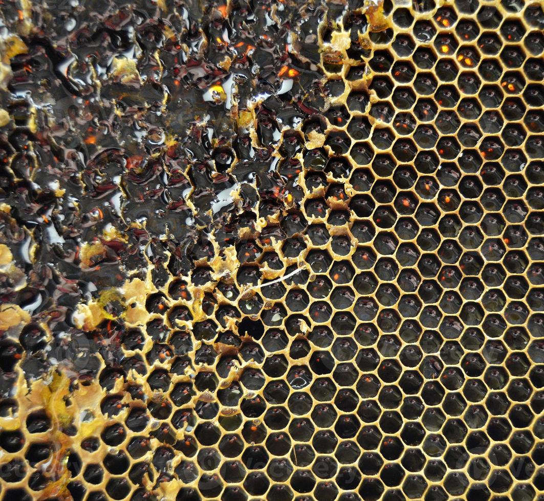 Drop of bee honey drip from hexagonal honeycombs photo