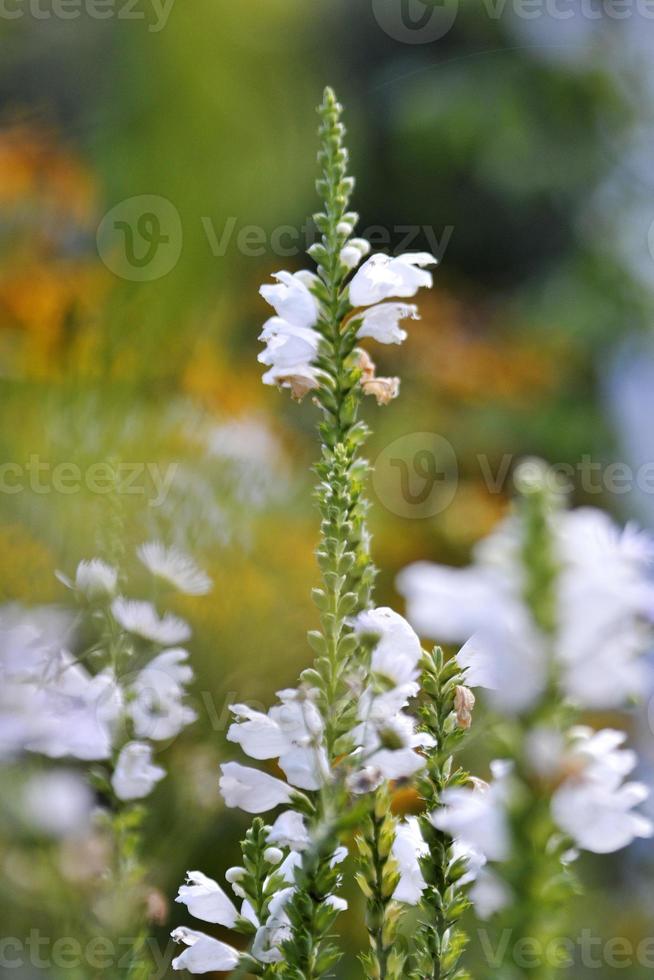 Flor de belleza salvaje con néctar que florece en el campo de campo foto