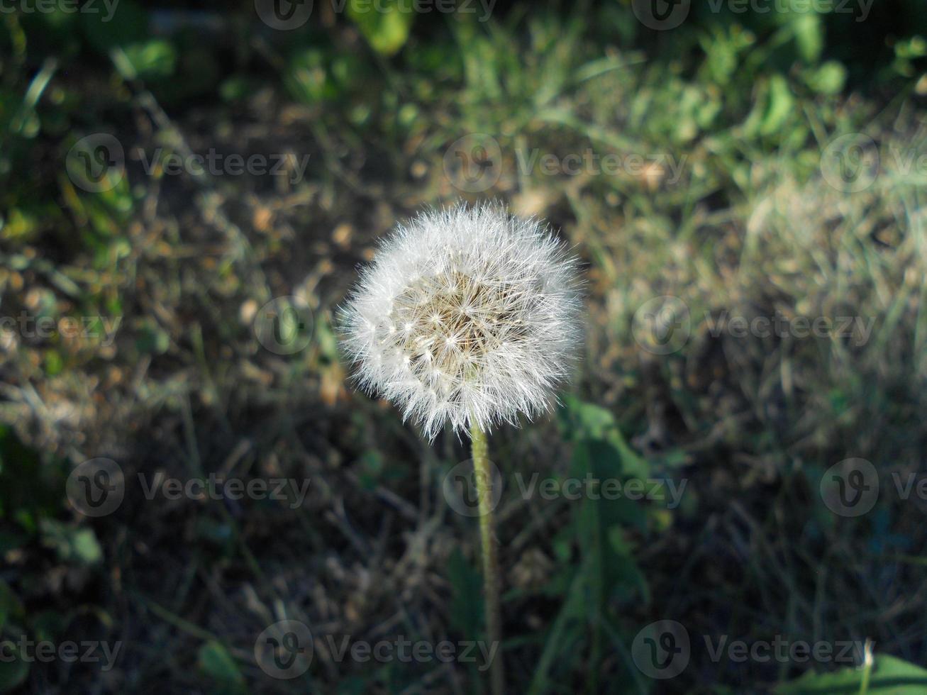 Blooming flower dandelion with leaves, living natural nature photo