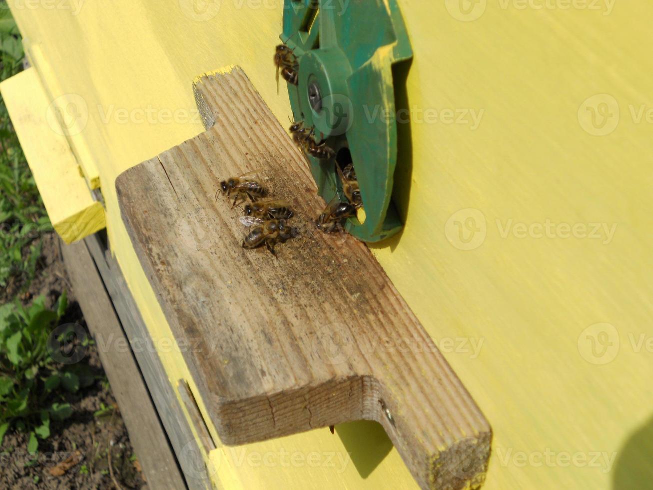 Background hexagon texture, wax honeycomb from a bee hive filled photo