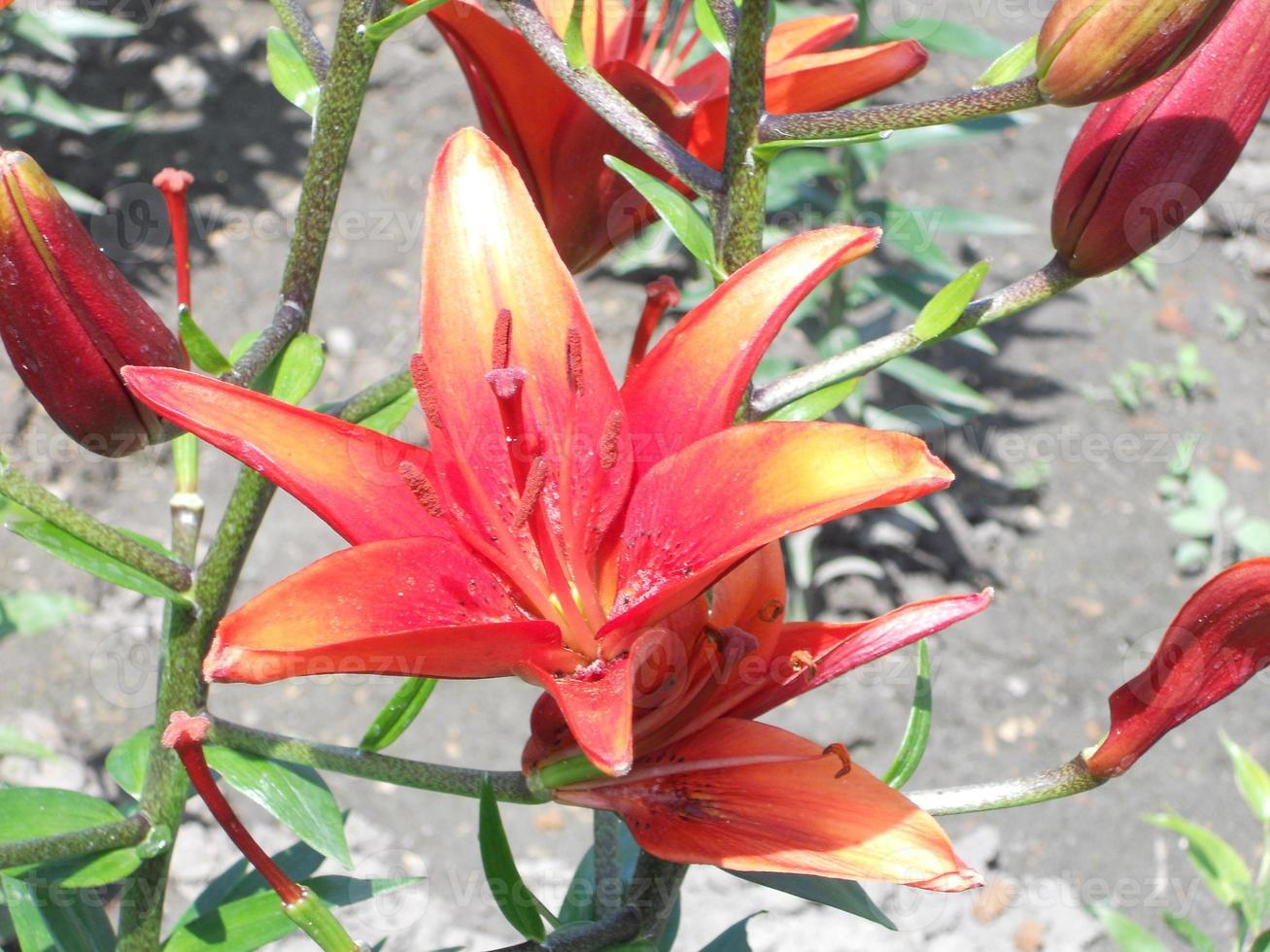 flor de lirio floreciente con hojas verdes, naturaleza viva natural foto