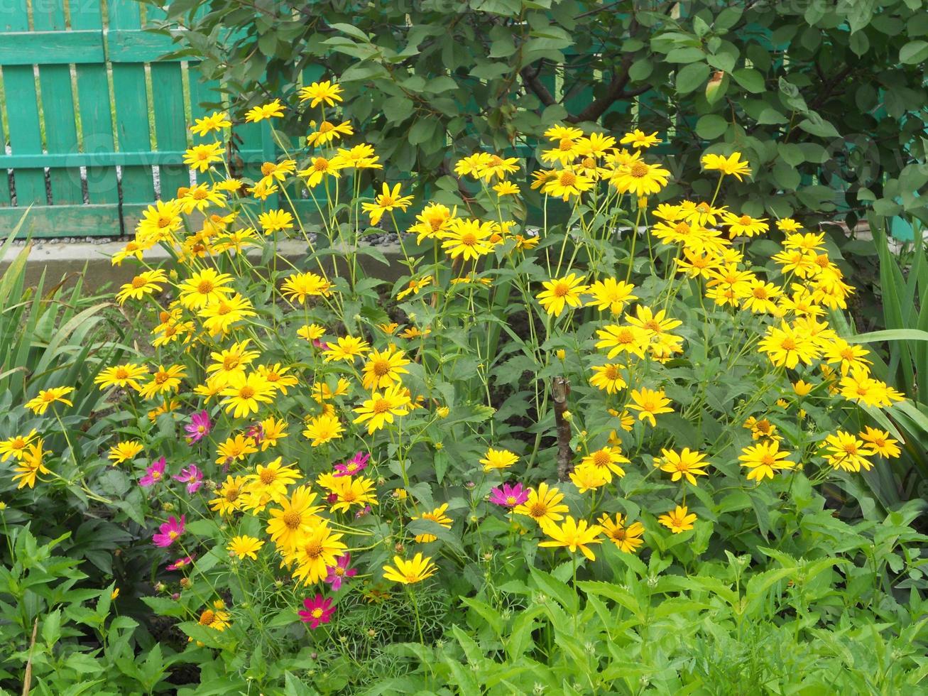 Blooming flower chamomile with leaves, living natural nature photo