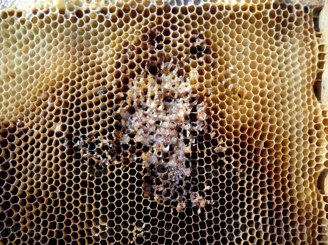 Background hexagon texture, wax honeycomb from a bee hive photo