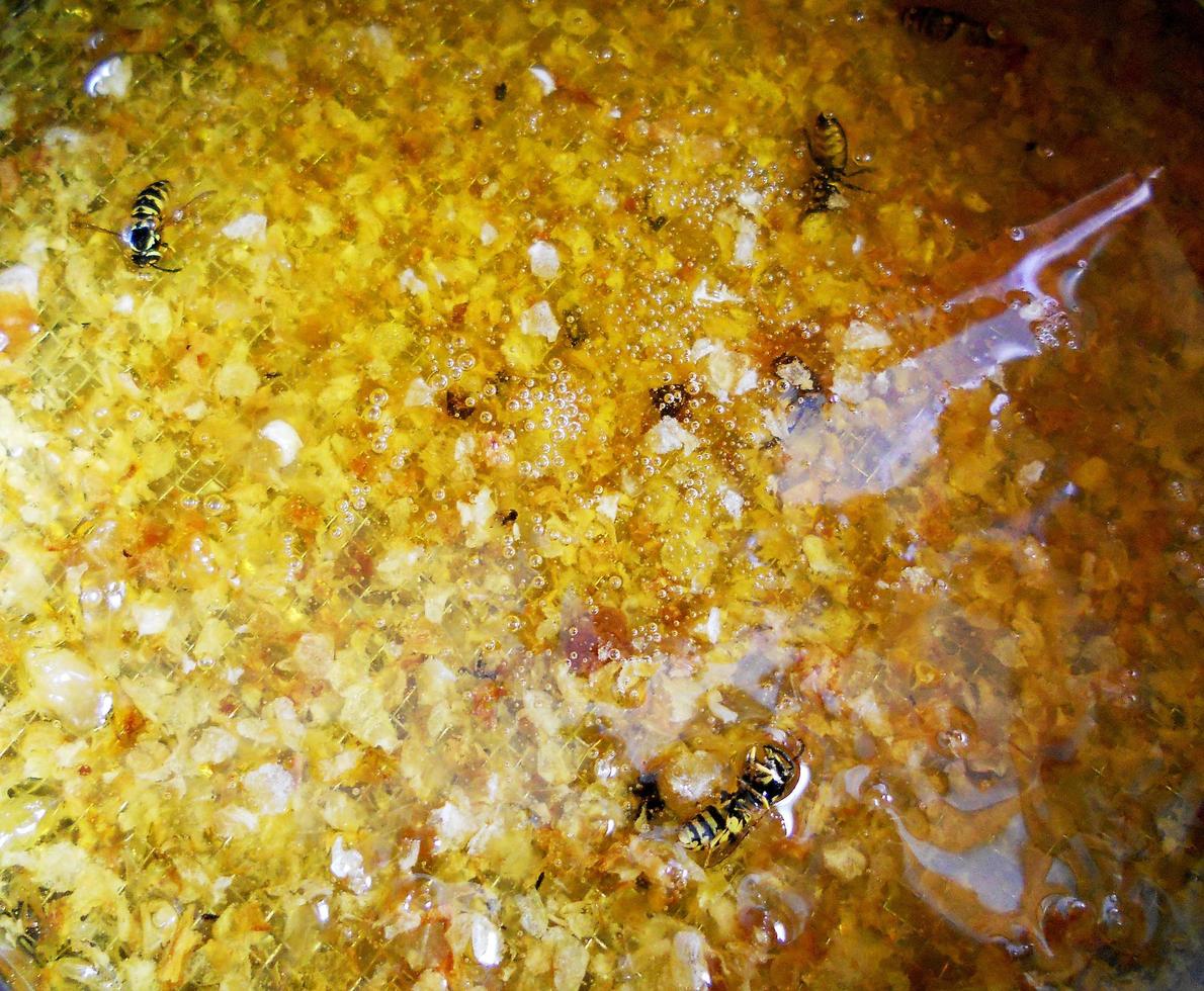 Wax honeycomb from a bee hive filled with golden honey photo