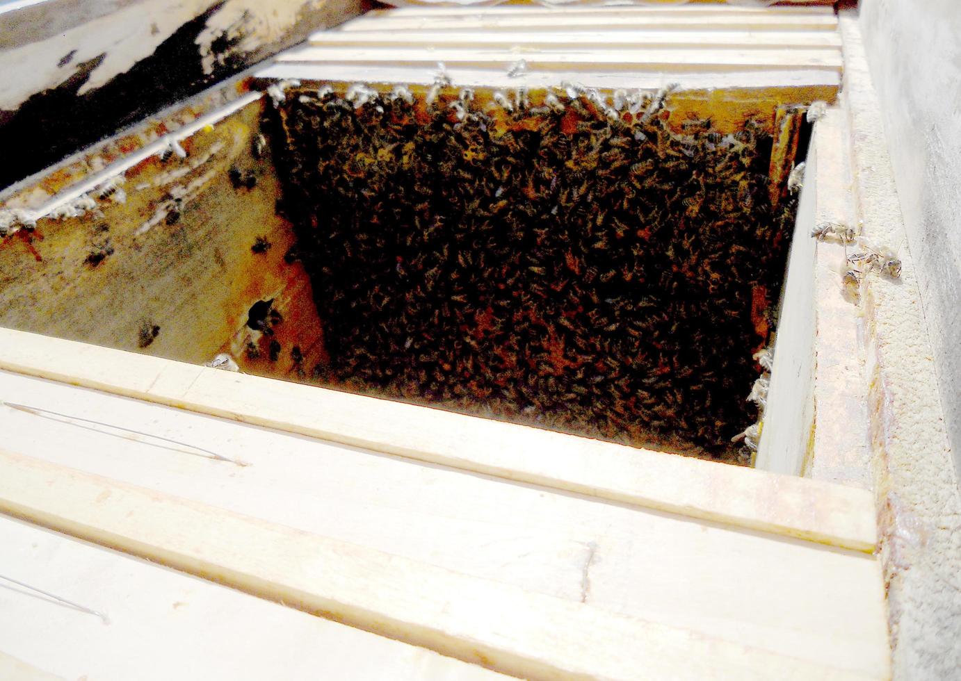 Background hexagon texture, wax honeycomb from a bee hive filled photo