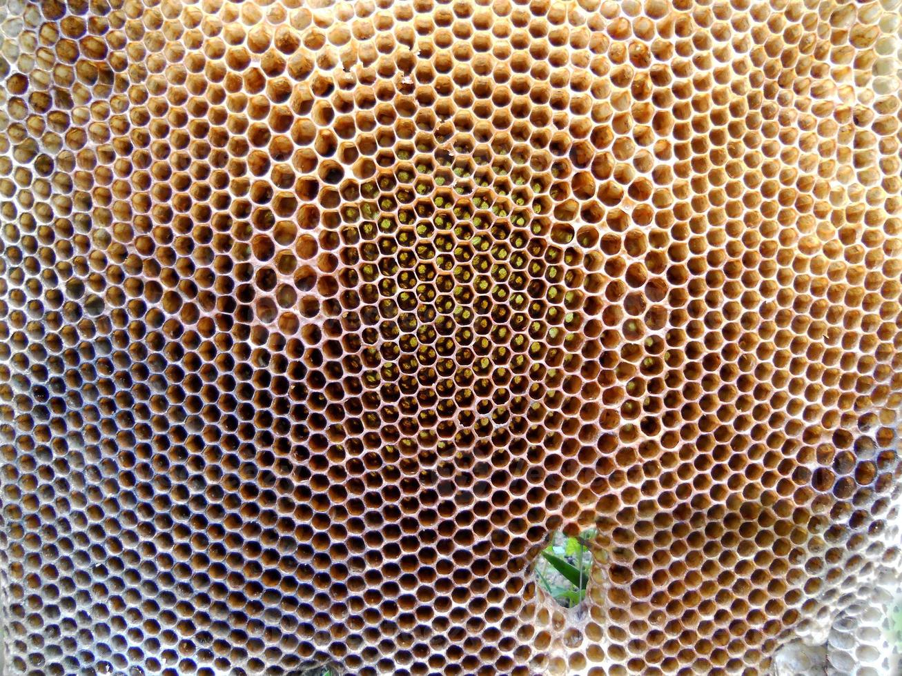 Fondo de textura hexagonal, panal de cera de una colmena de abejas foto