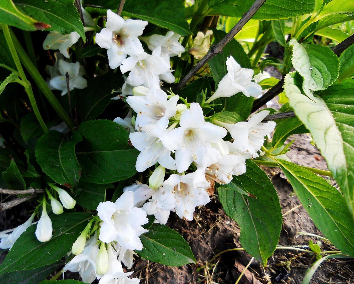 Blooming flower jasmine with leaves, living natural nature photo