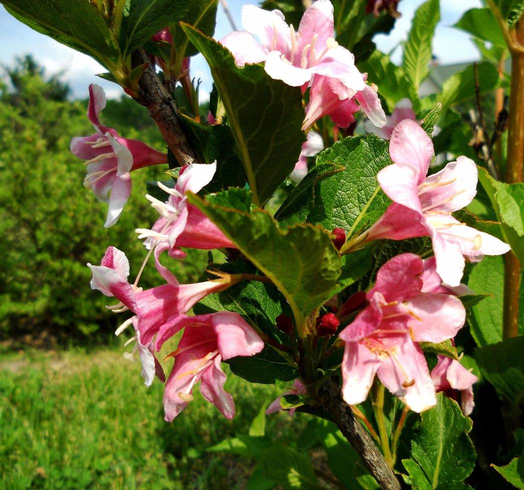 flor de jazmín floreciente con hojas, naturaleza viva natural foto