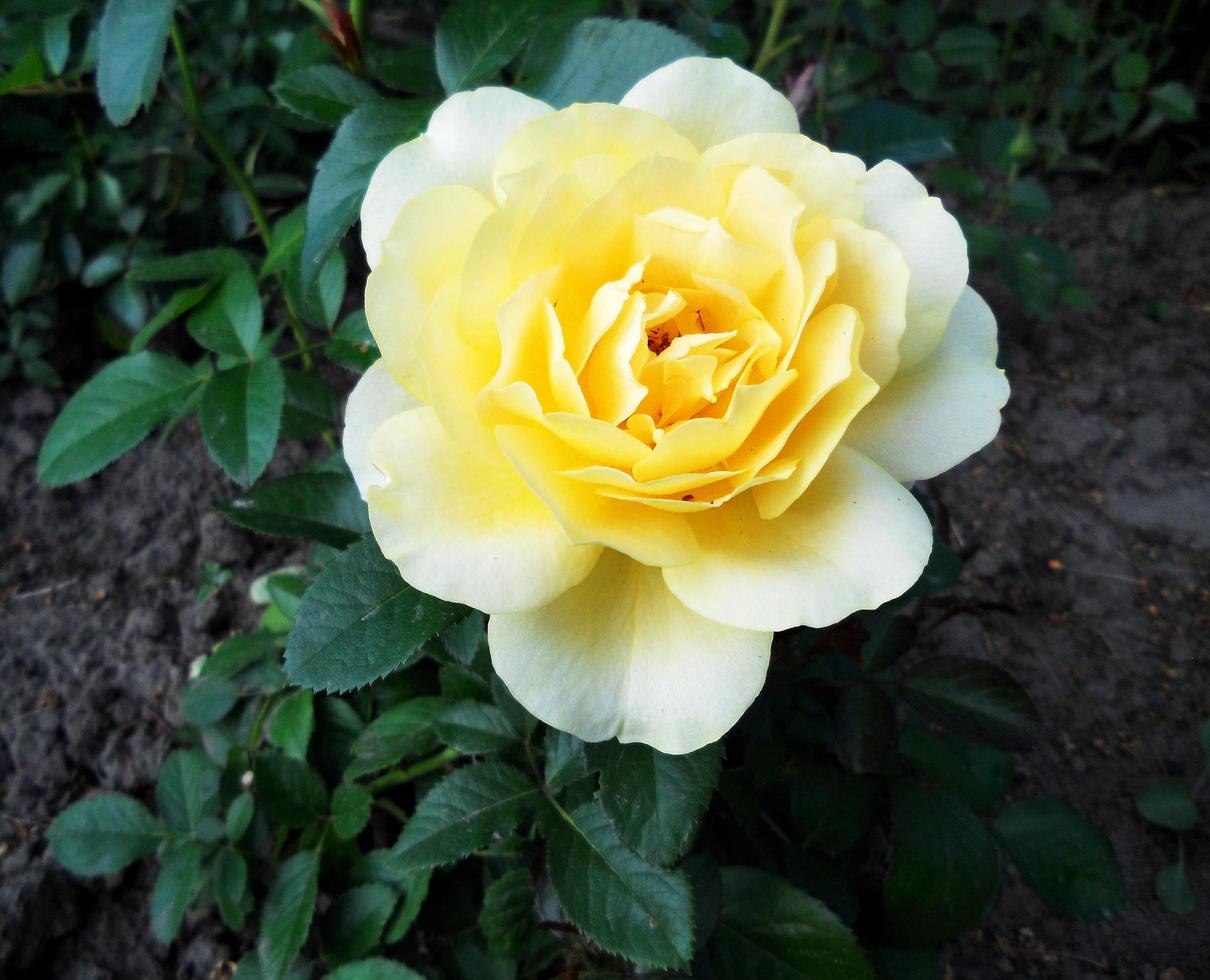 The colorful photo shows blooming flower rose