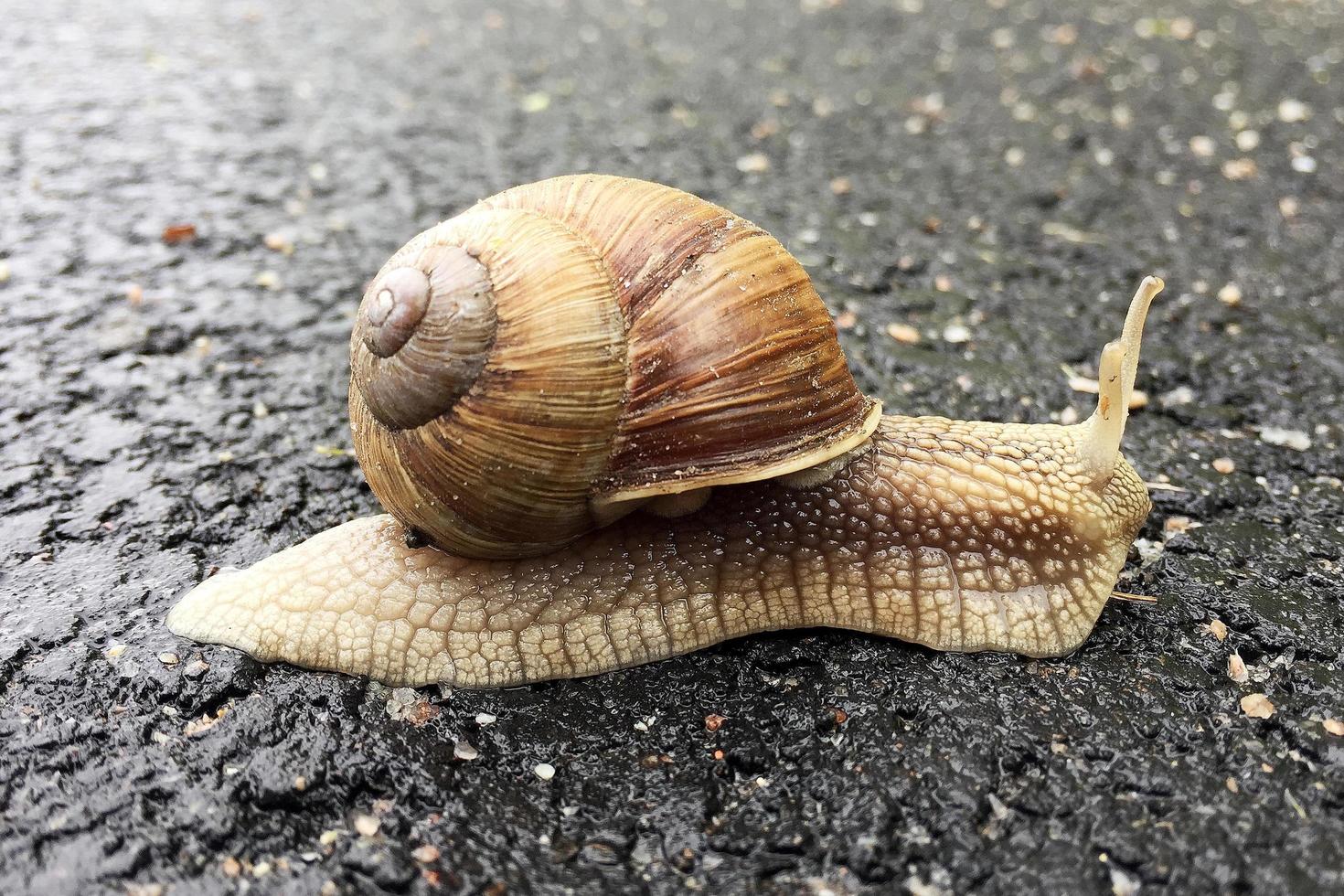 Pequeño caracol de jardín con cáscara arrastrándose por la carretera mojada foto