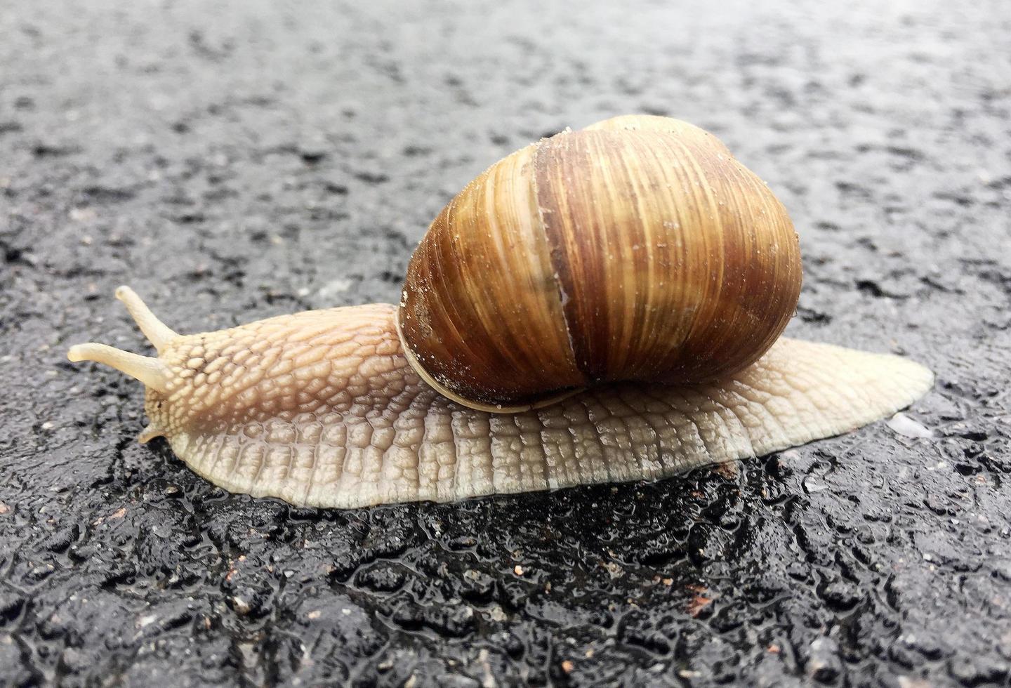 Small garden snail in shell crawling on wet road, slug hurry home photo