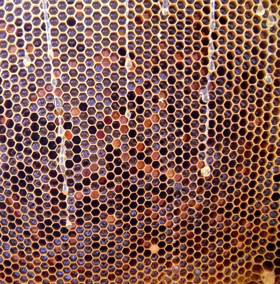 Fondo de textura hexagonal, panal de cera de una colmena de abejas foto