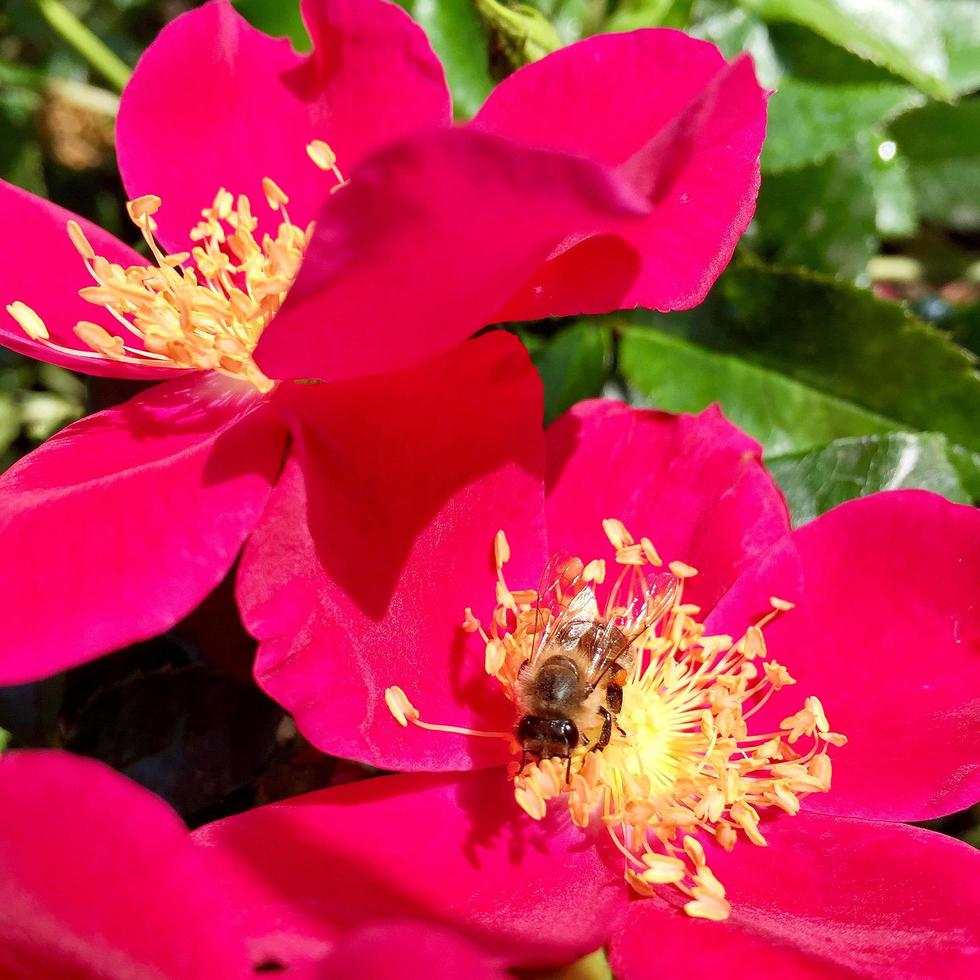 abeja alada vuela lentamente a la planta, recolecta néctar para miel en colmenar privado foto