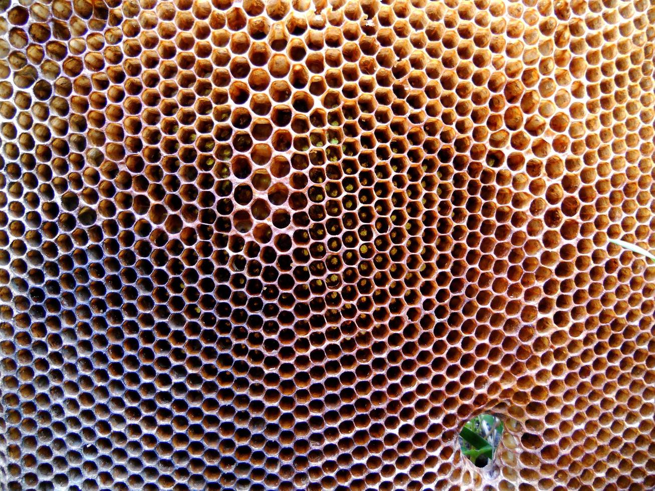 Background hexagon texture, wax honeycomb from a bee hive photo