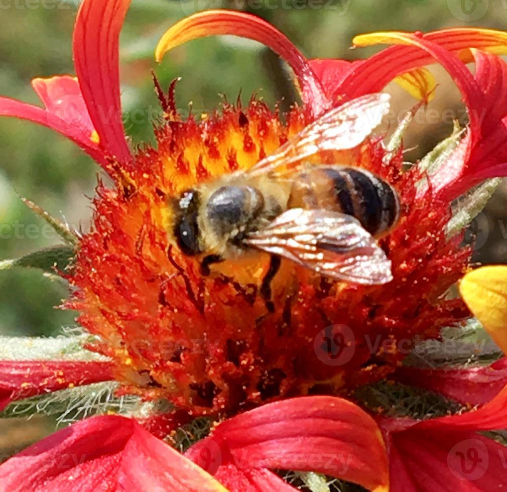 Winged bee slowly flies to the plant, collect nectar for honey on private apiary photo