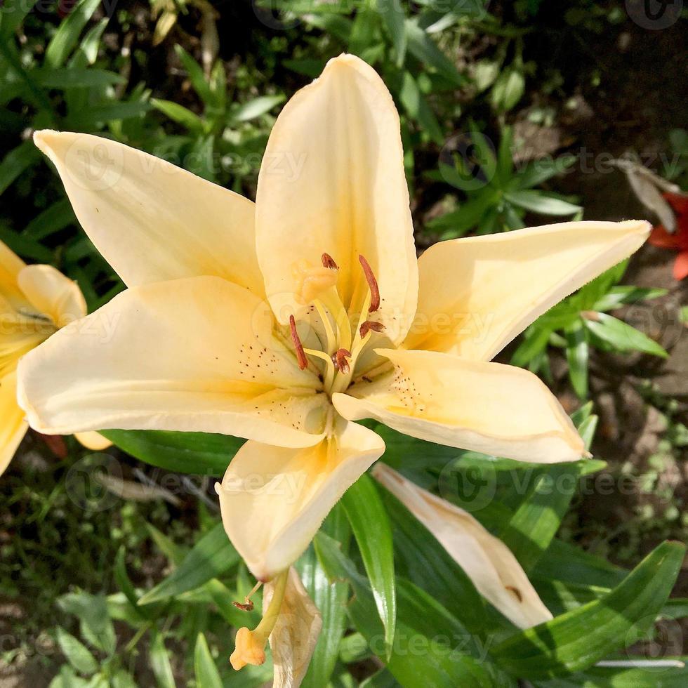 Blooming flower lily with green leaves, living natural nature photo