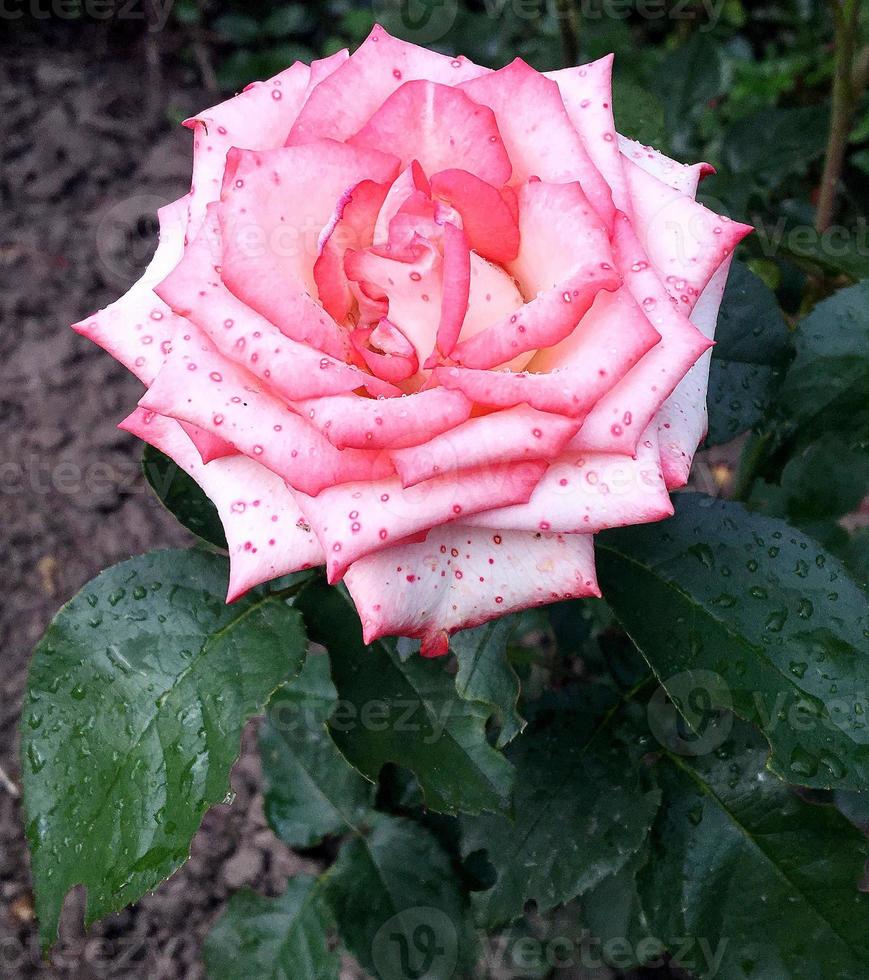 Flor de belleza salvaje con néctar que florece en el campo de campo foto