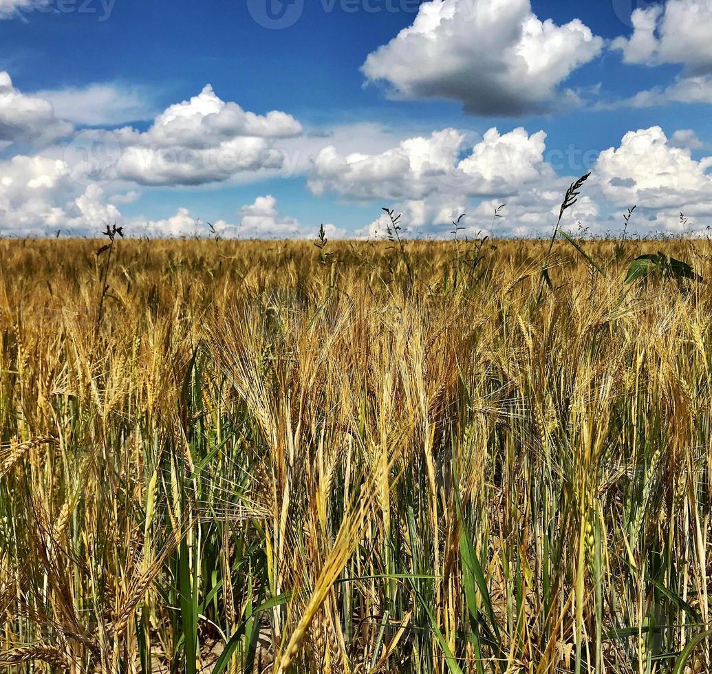 Campo arado de trigo espiguilla en suelo marrón en campo abierto naturaleza foto