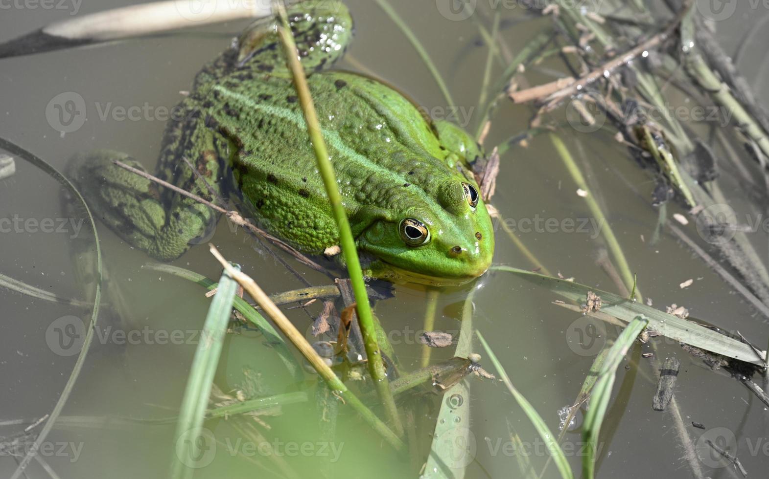 a large green frog on a grassy shore photo