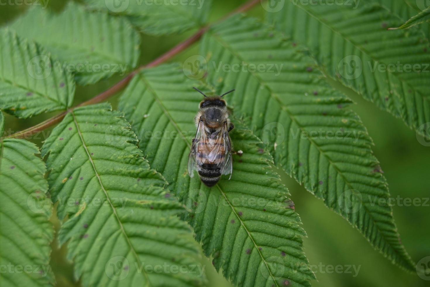 a bee squats on a green leaf photo