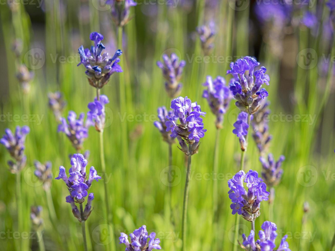 Primer plano de flores de lavanda en un jardín. foto