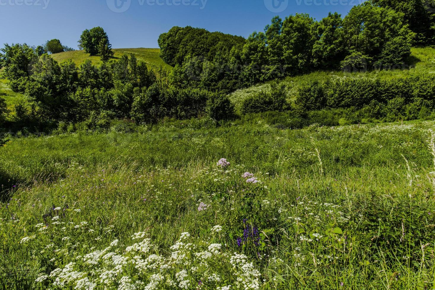 Hills and spring flowers photo