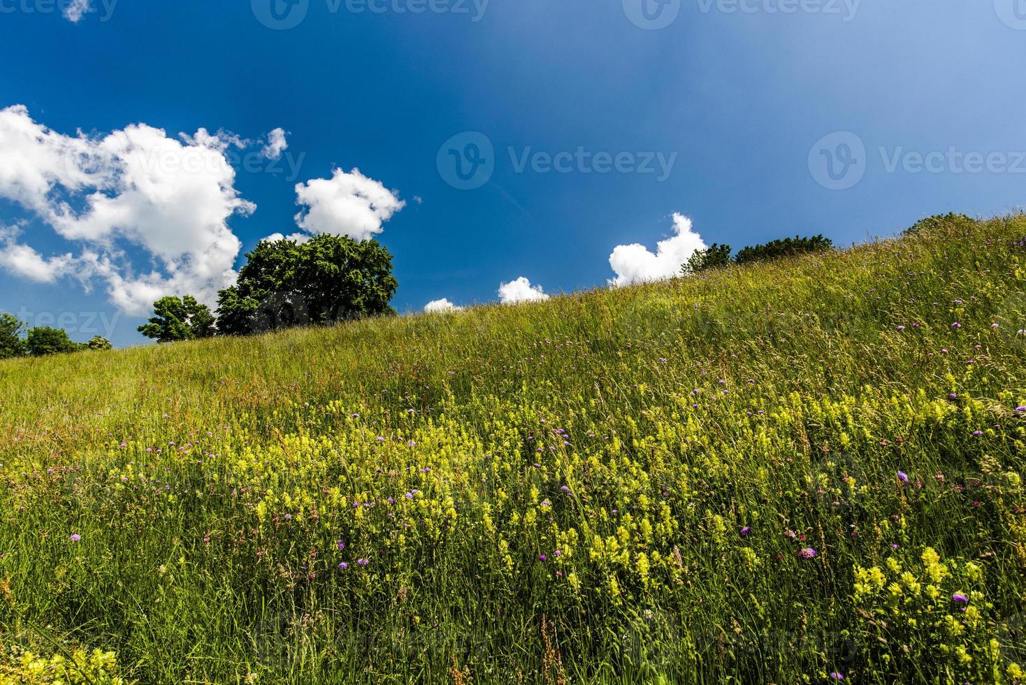 Yellow flowers on a hill photo