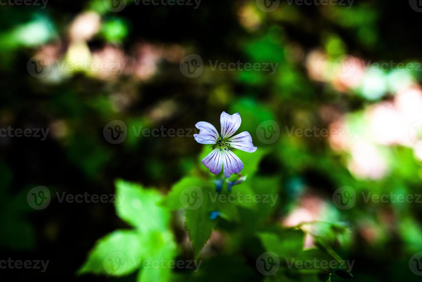 flor de geranio nodosum foto