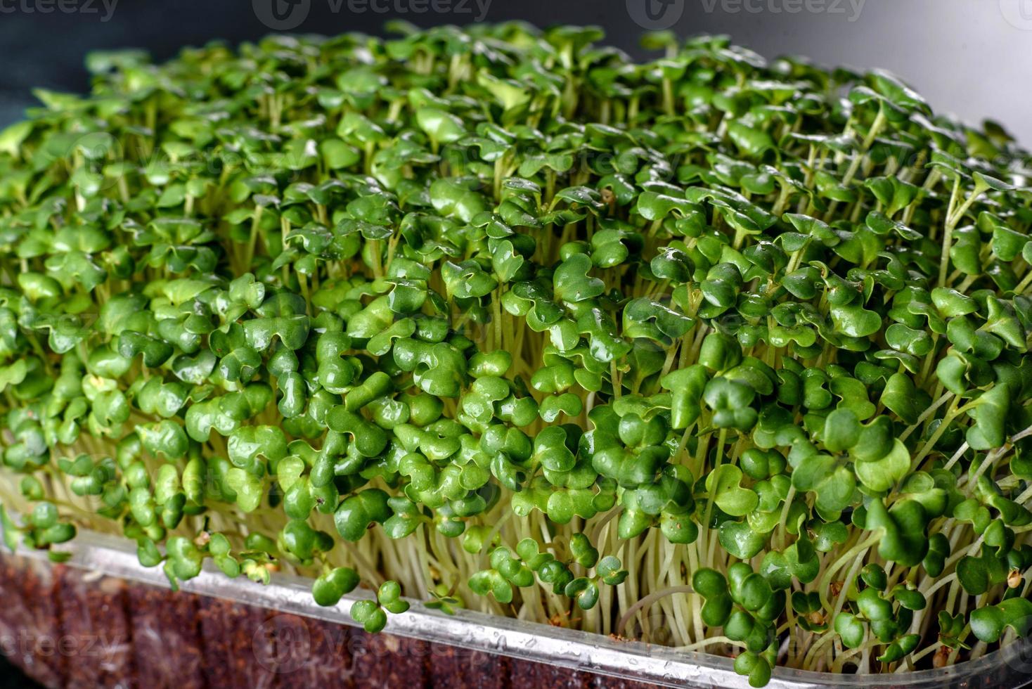 caja con brotes frescos de micro hojas de rábano para agregar alimentos saludables a los platos foto