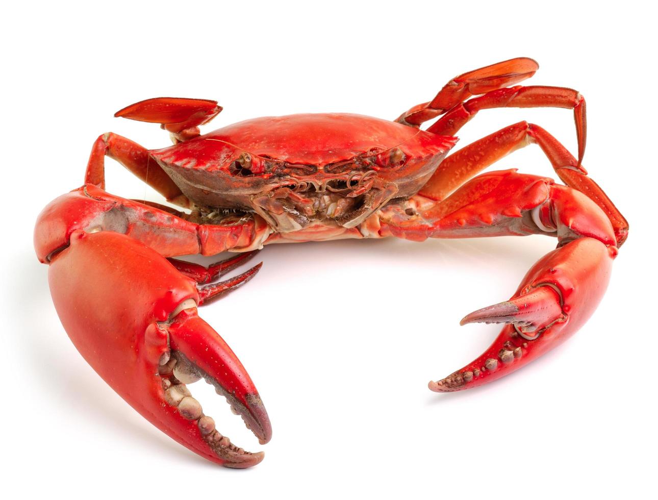 Sea crab isolated on white background photo