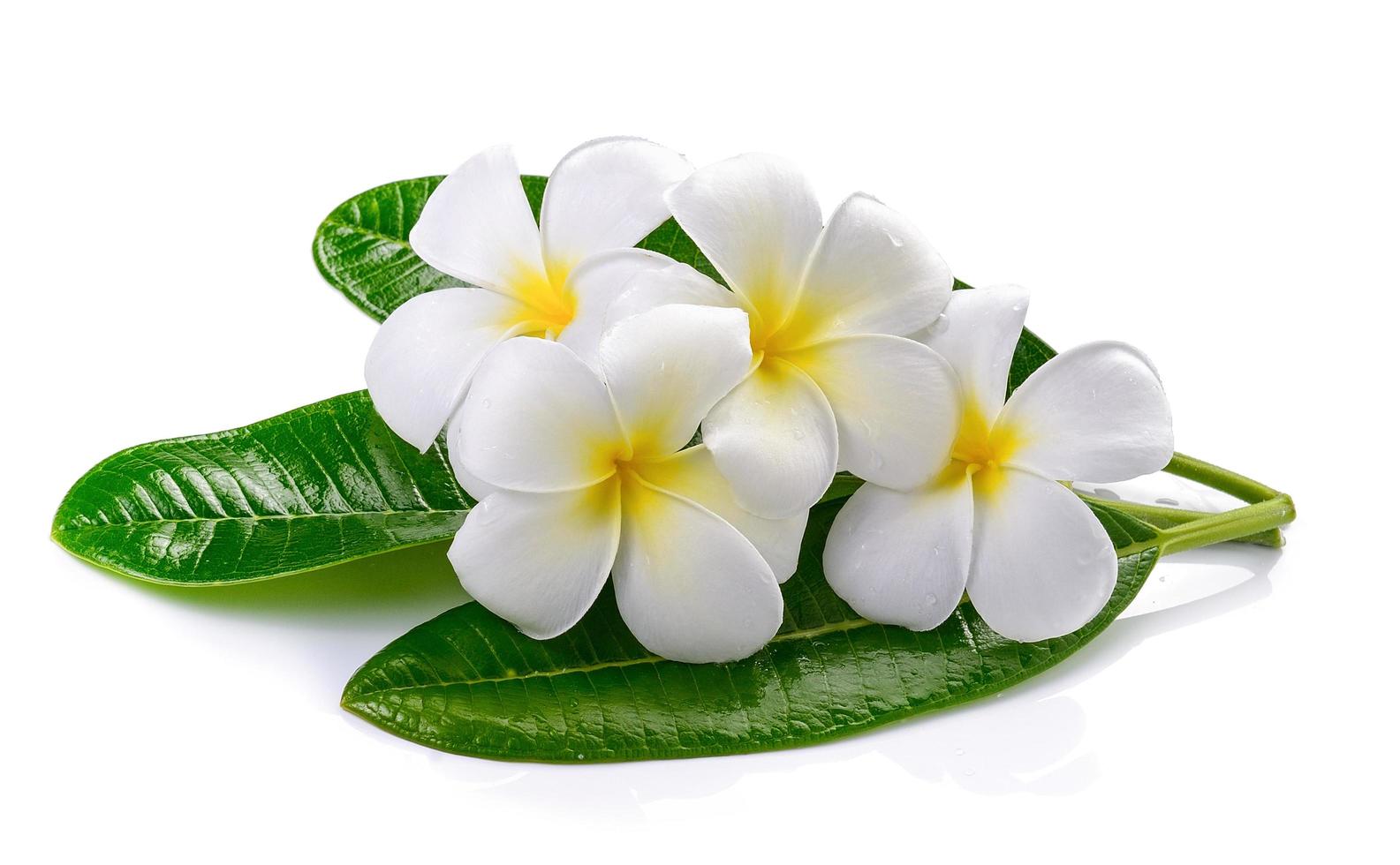 Frangipani flower isolated white background photo