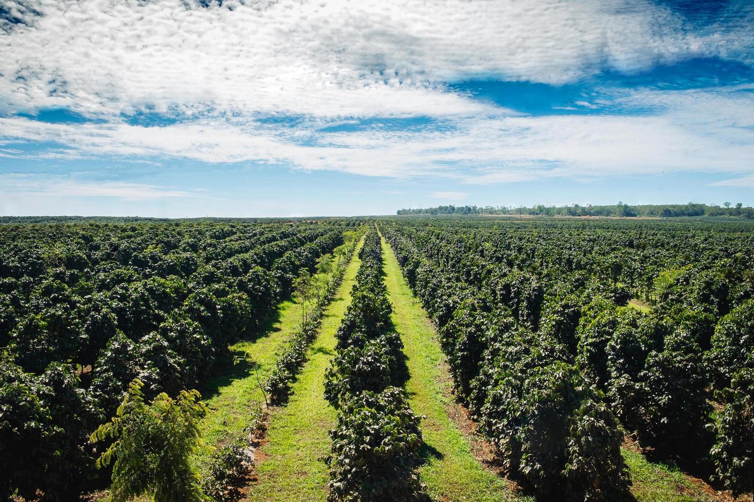 Coffee plantations Boloven.Laos photo