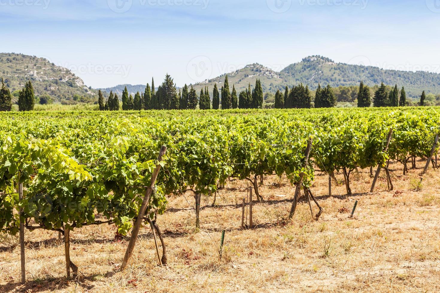 viñedo de provenza, francia foto