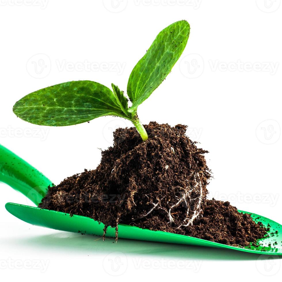 Young plant on gardening tool photo