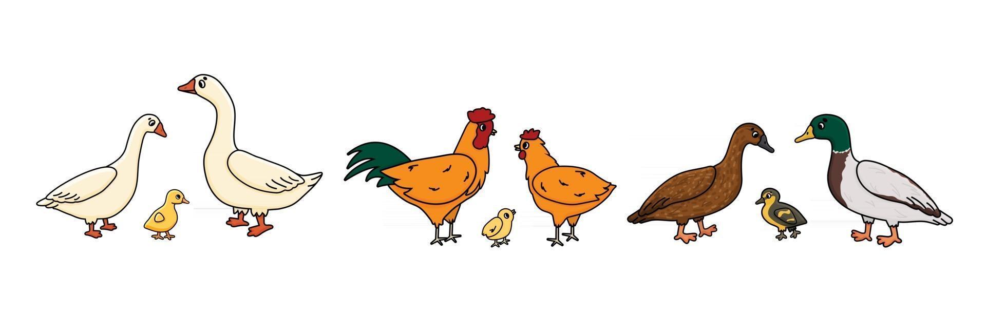 Set of Vector outline doodle cartoon Duck, goose, cock families