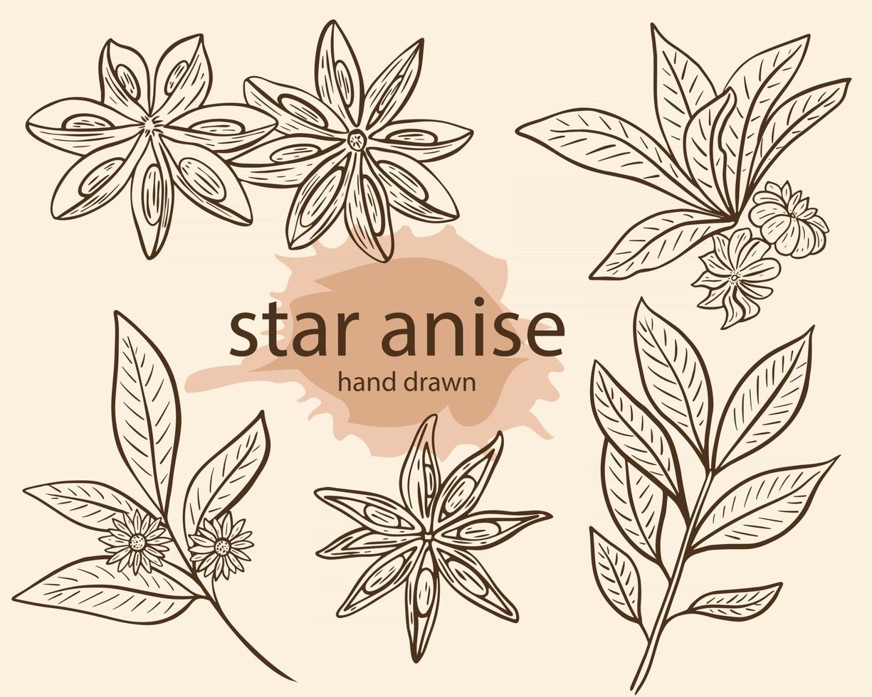 Star anise seasoning sketch vector illustration