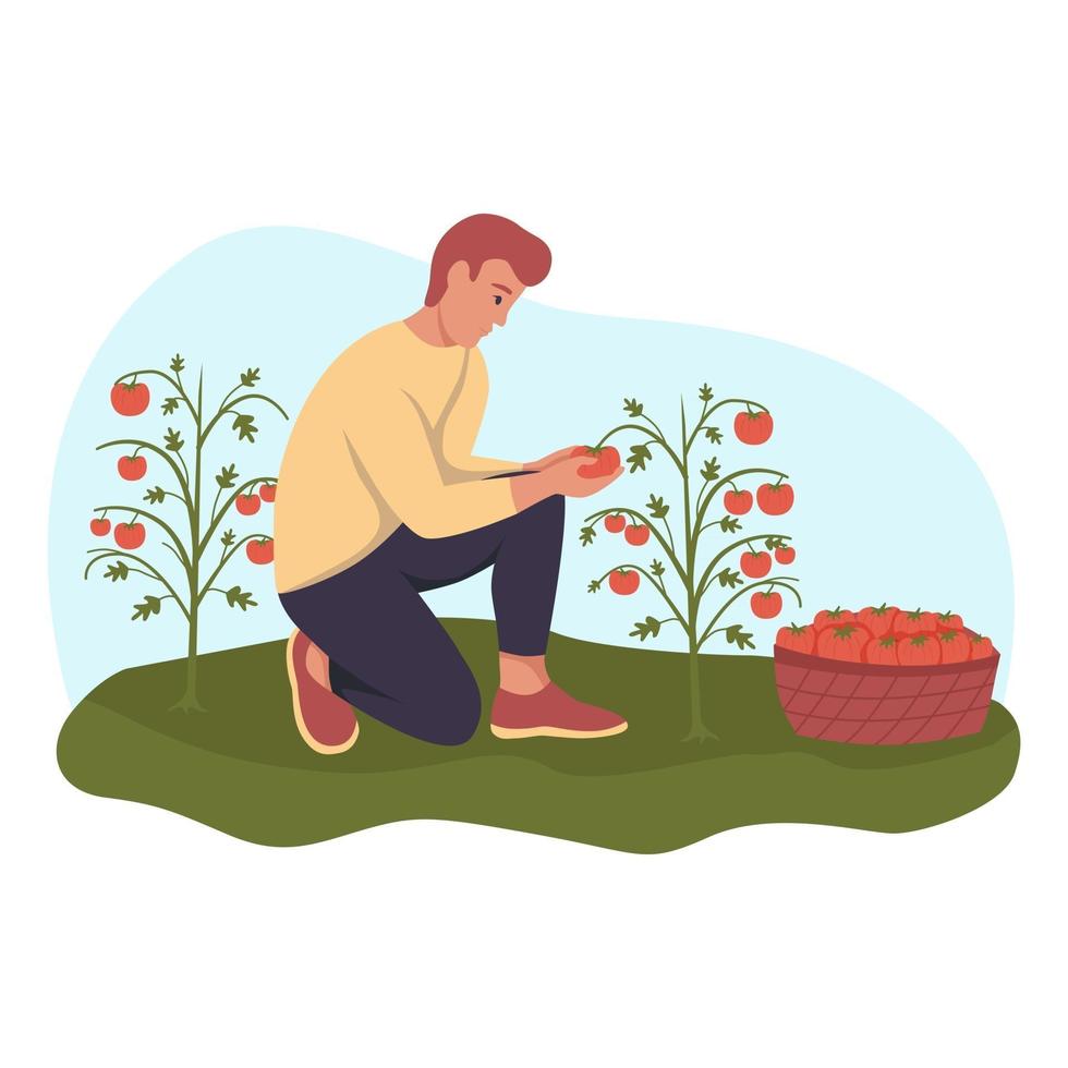 un joven está arrancando tomates del jardín vector