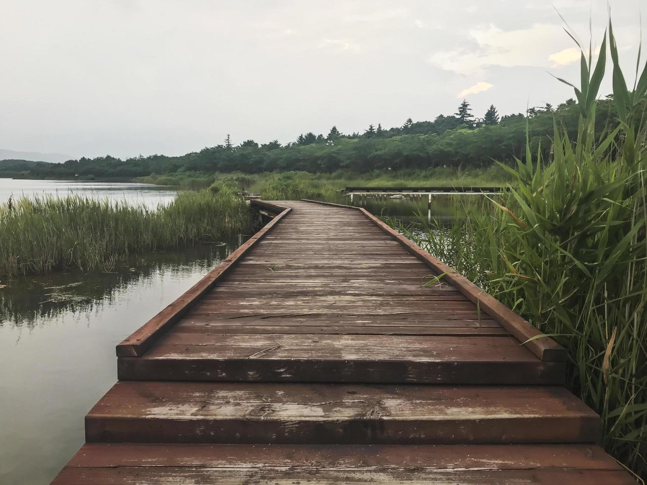 The wooden pier overgrown with reeds on the lake of Sokcho city, South Korea photo