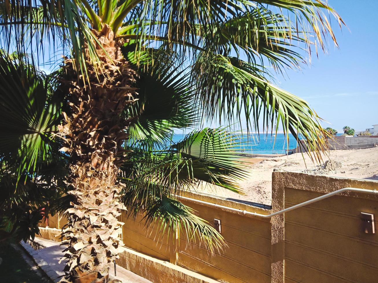 Beautiful green palm tree in Hurghada, Egypt photo